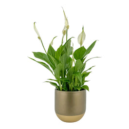 Spathiphyllum 9cm In Christmas Ceramic