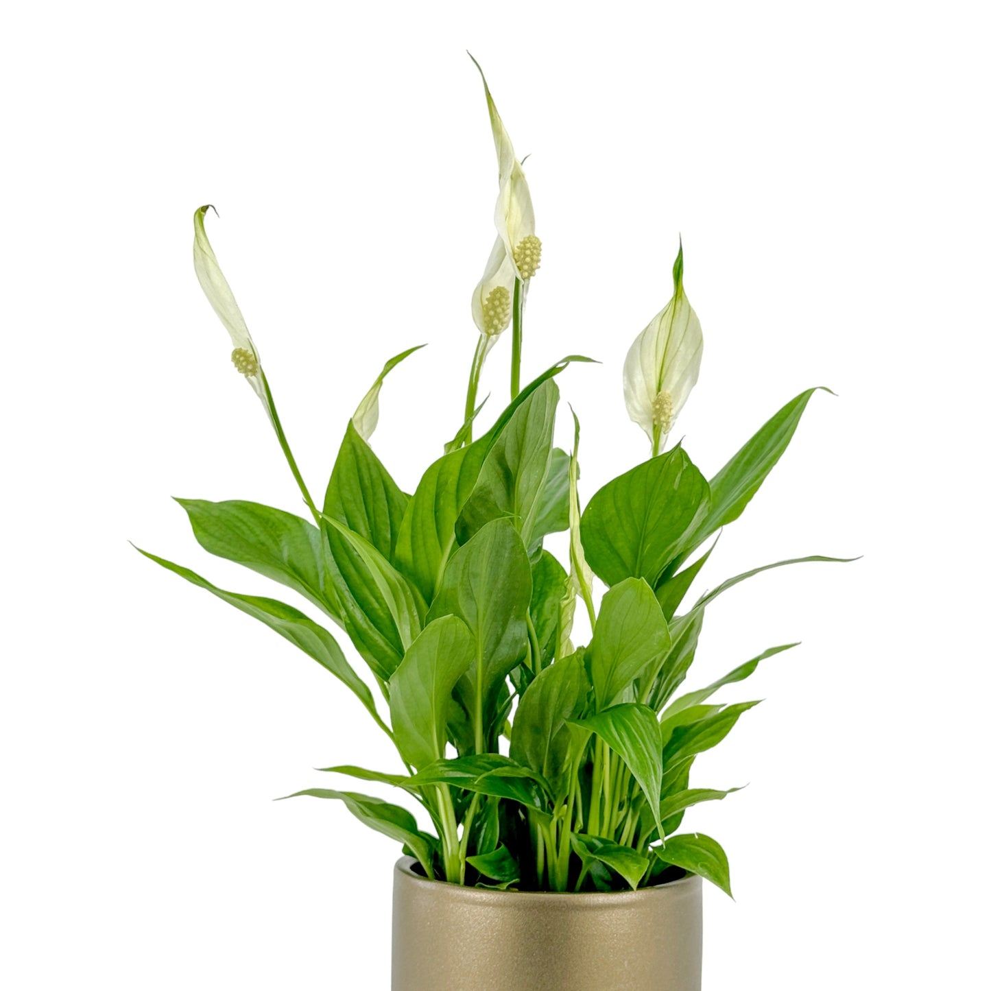 Spathiphyllum 9cm In Christmas Ceramic