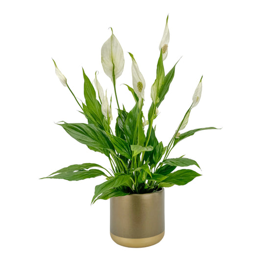 Spathiphyllum 12cm In Christmas Ceramic