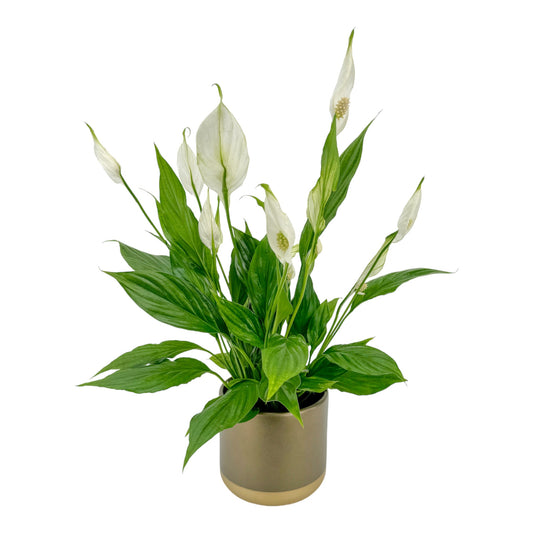 Spathiphyllum 12cm In Christmas Ceramic