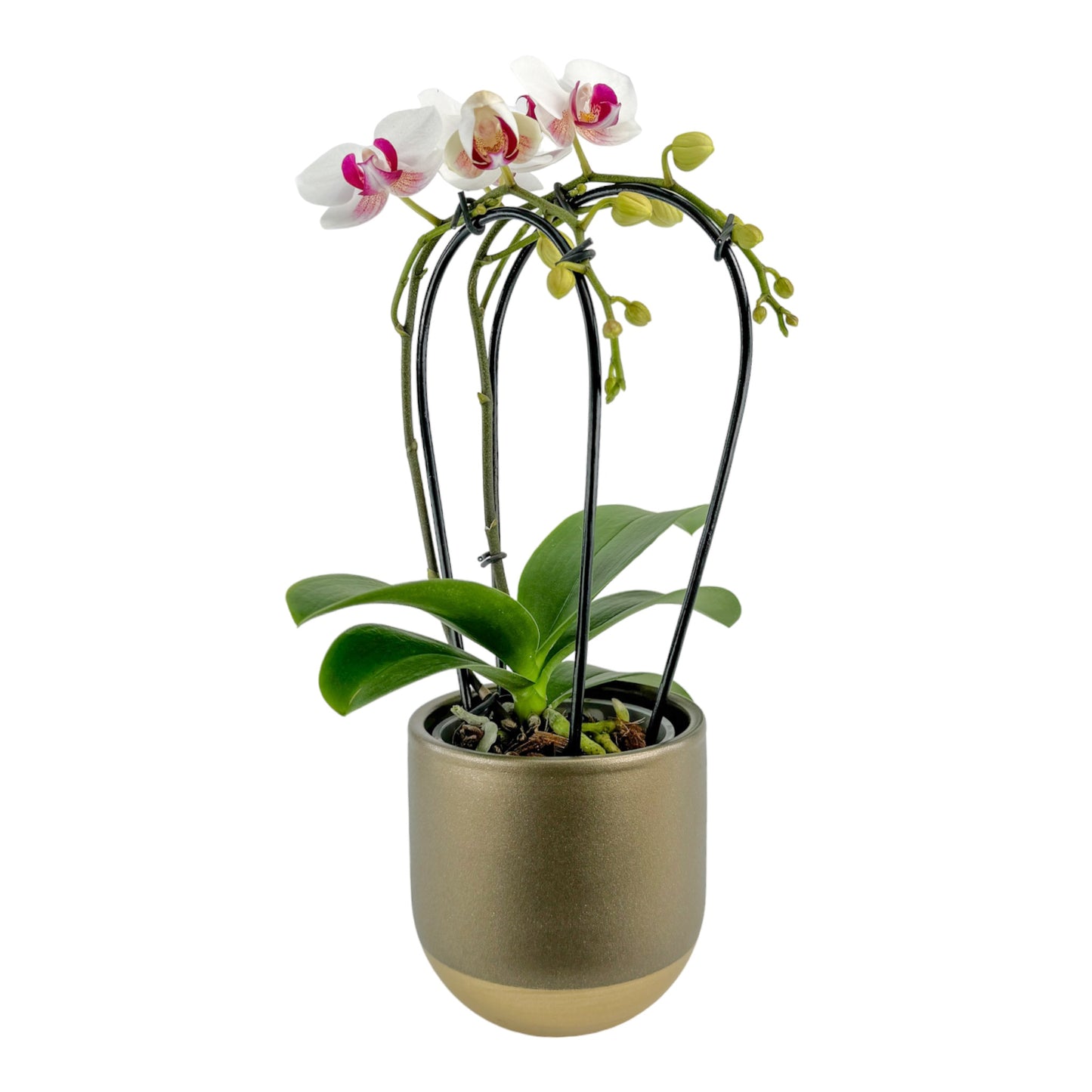 Phalaenopsis 9cm Cascade White In Christmas Ceramic