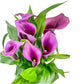 Calla Lily 13cm Mixed Colours