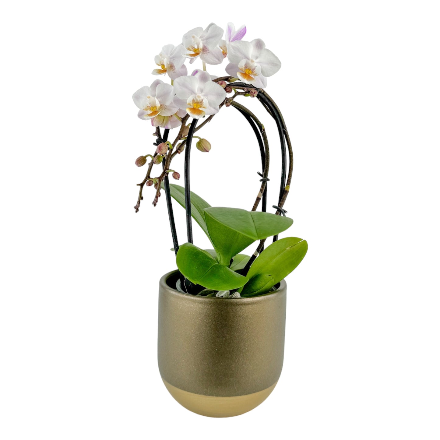 Phalaenopsis 9cm Cascade White In Christmas Ceramic