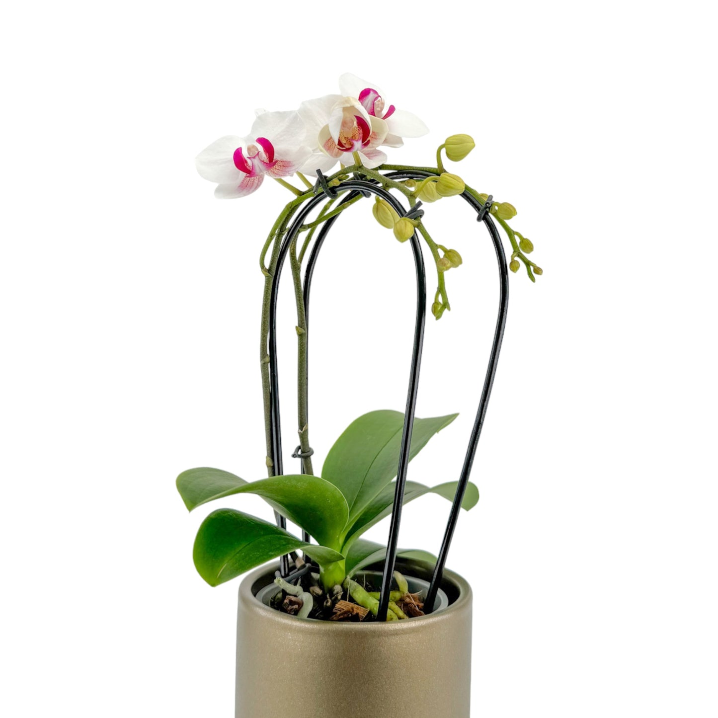 Phalaenopsis 9cm Cascade White In Christmas Ceramic