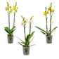 Phalaenopsis 12cm Twin Stem Yellow