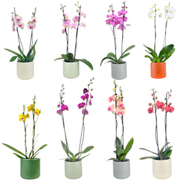 Phalaenopsis 12cm Twin Stem Mixed Colours in Cambridge Ceramic