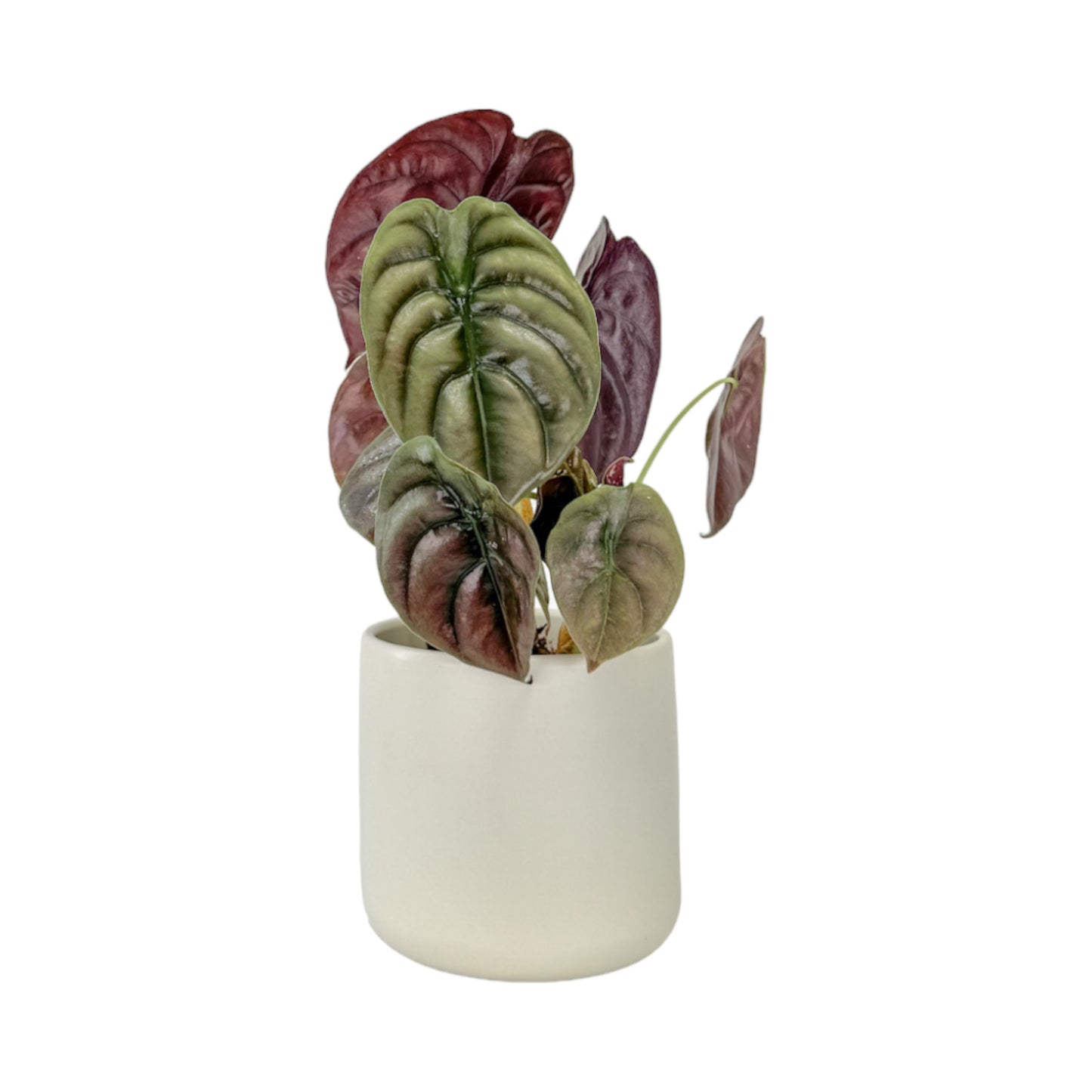 Alocasia 12cm Mix in Cambridge Ceramic