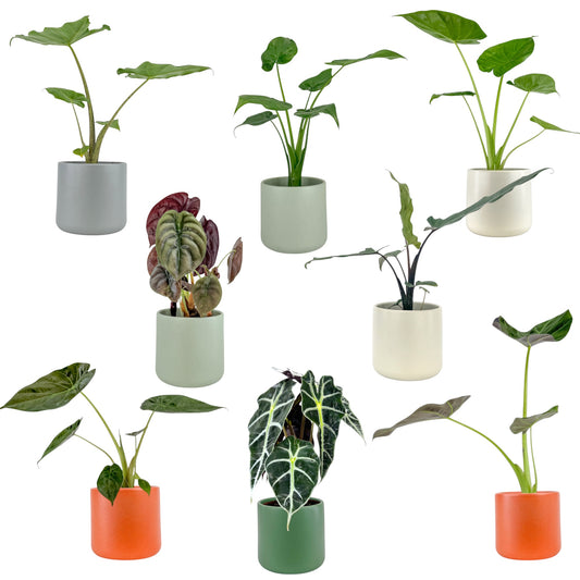 Alocasia 12cm Mix in Cambridge Ceramic