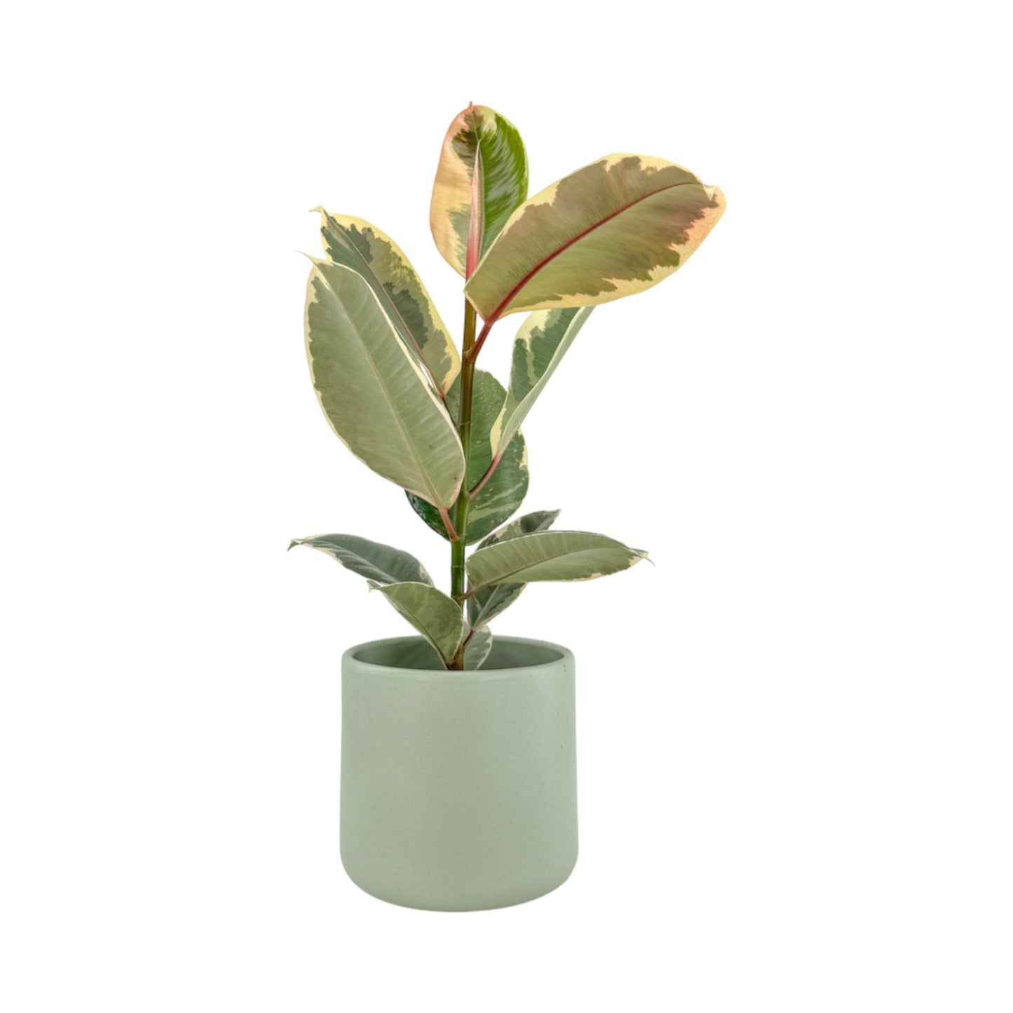 Ficus Elastica 12cm Mix in Cambridge Ceramic