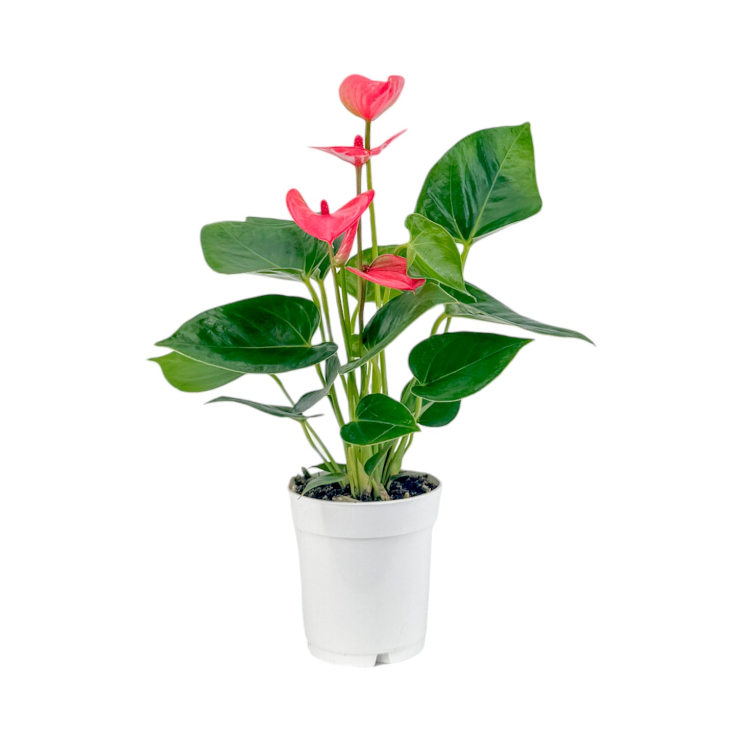 Anthurium 9cm Champion Mixed Colours