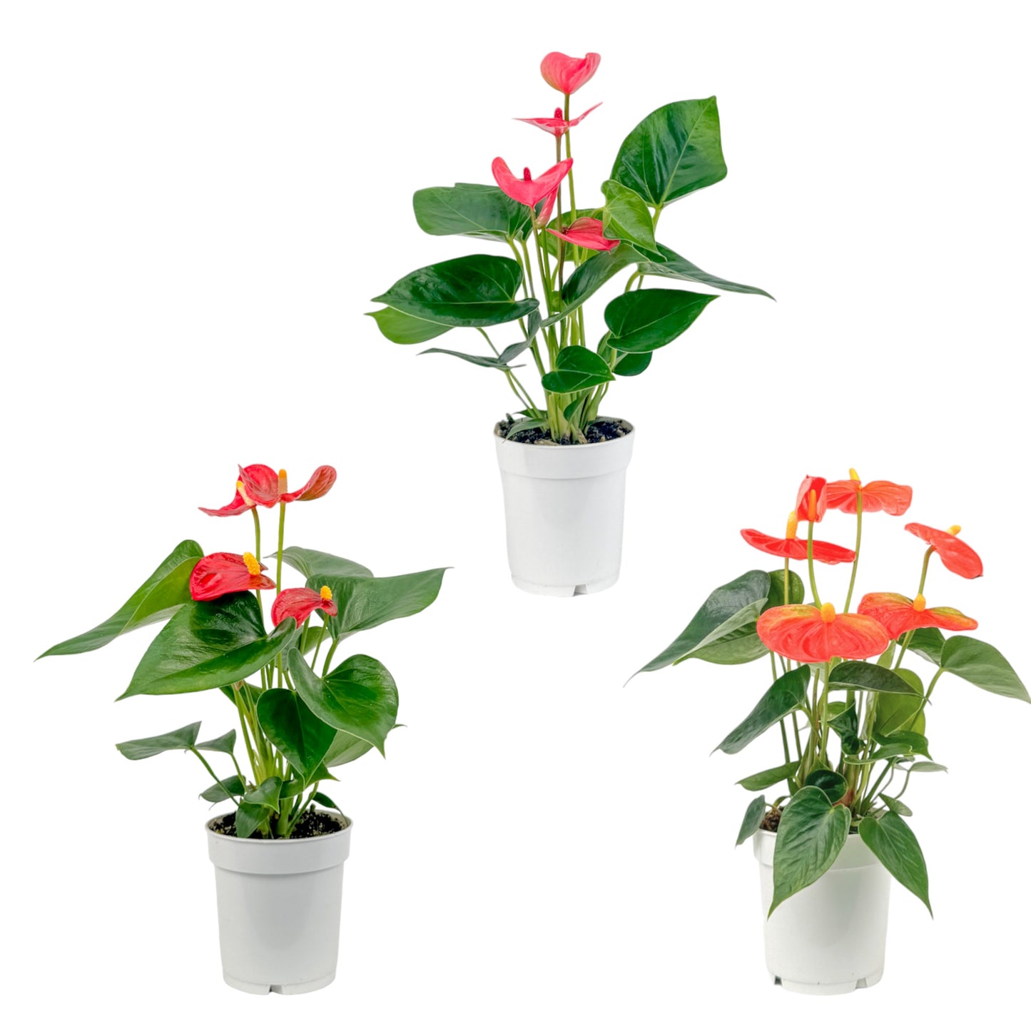 Anthurium 9cm Champion Mixed Colours