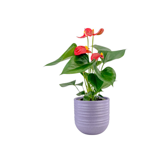 Anthurium 9cm Champion Mixed Colours in Hampshire Ceramic