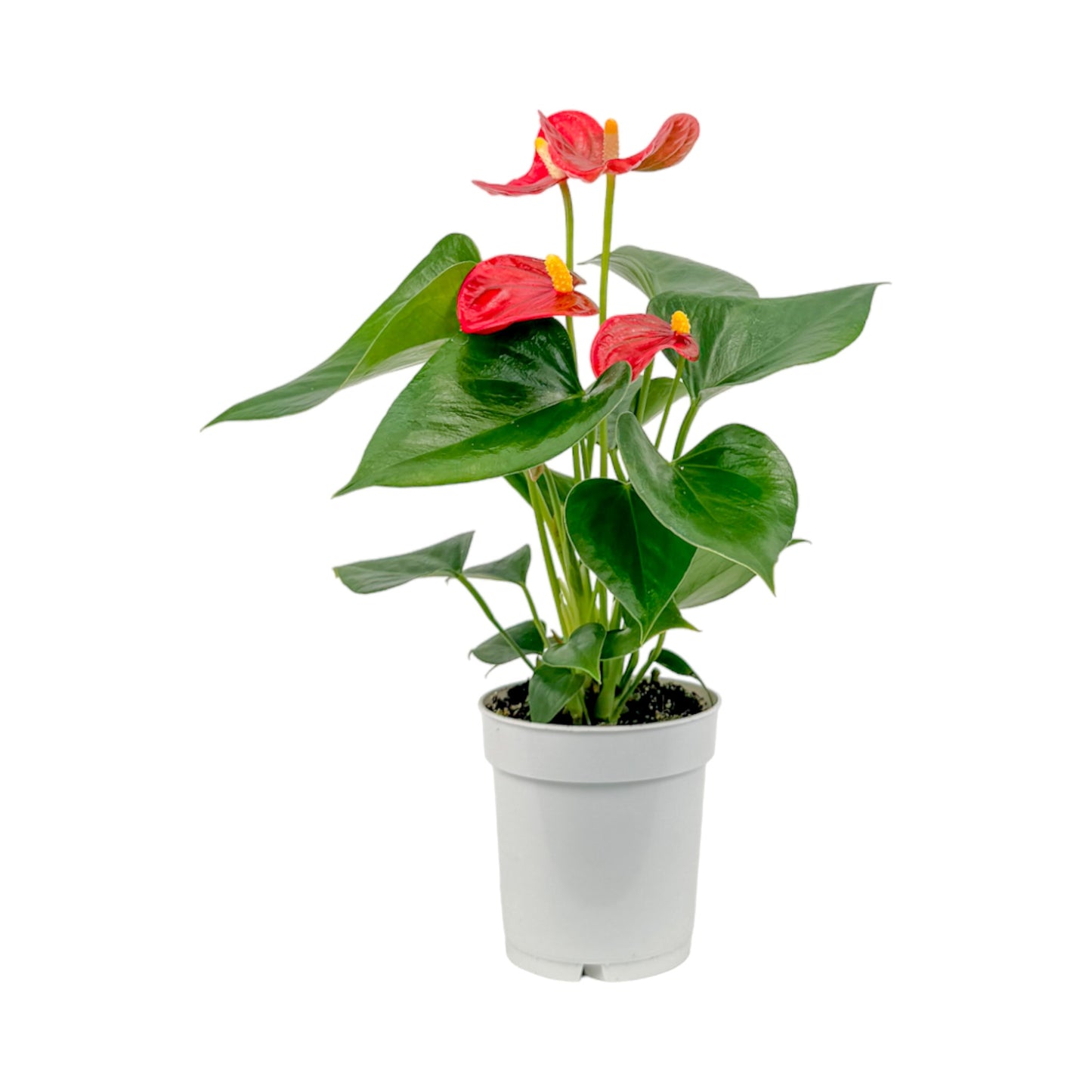 Anthurium 9cm Champion Mixed Colours