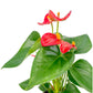 Anthurium 9cm Champion Mixed Colours