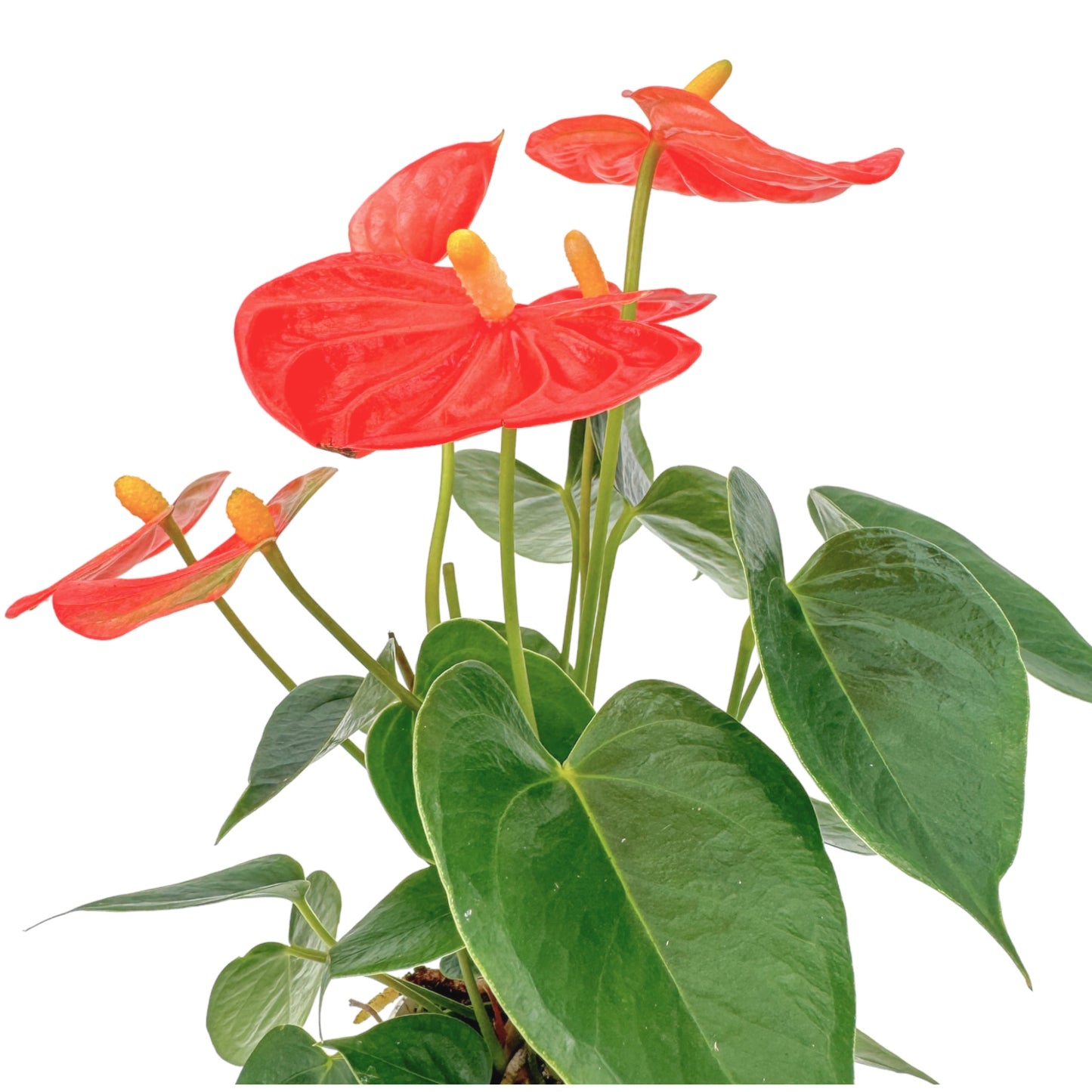 Anthurium 9cm Champion Mixed Colours