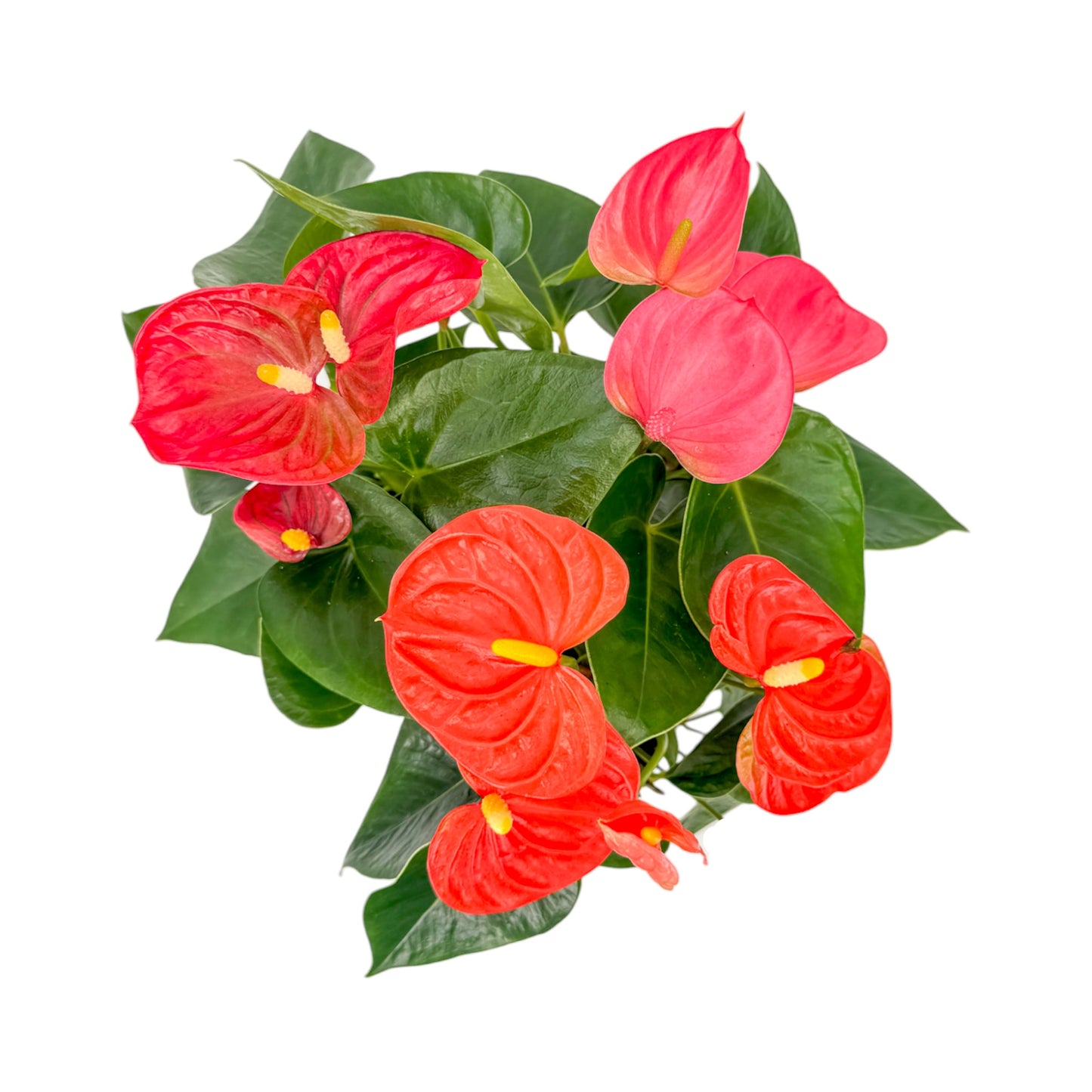 Anthurium 9cm Champion Mixed Colours