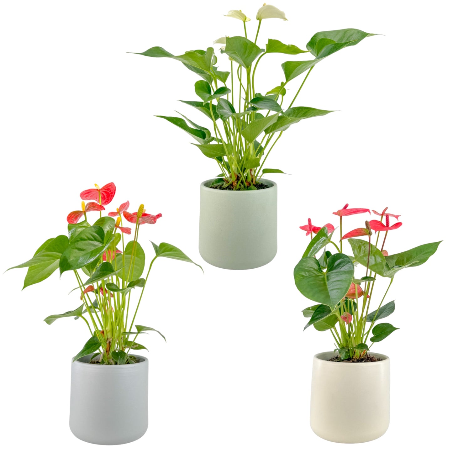 Anthurium 12cm Champion Mixed Colours in Cambridge Ceramic