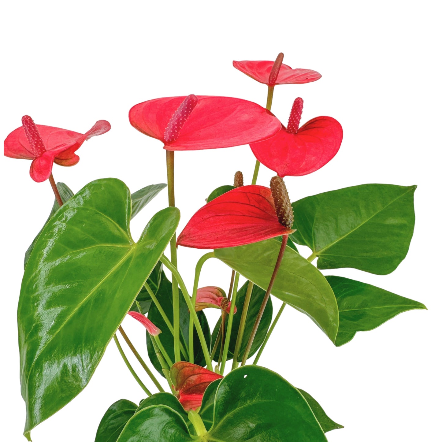 Anthurium 12cm Champion Mixed Colours