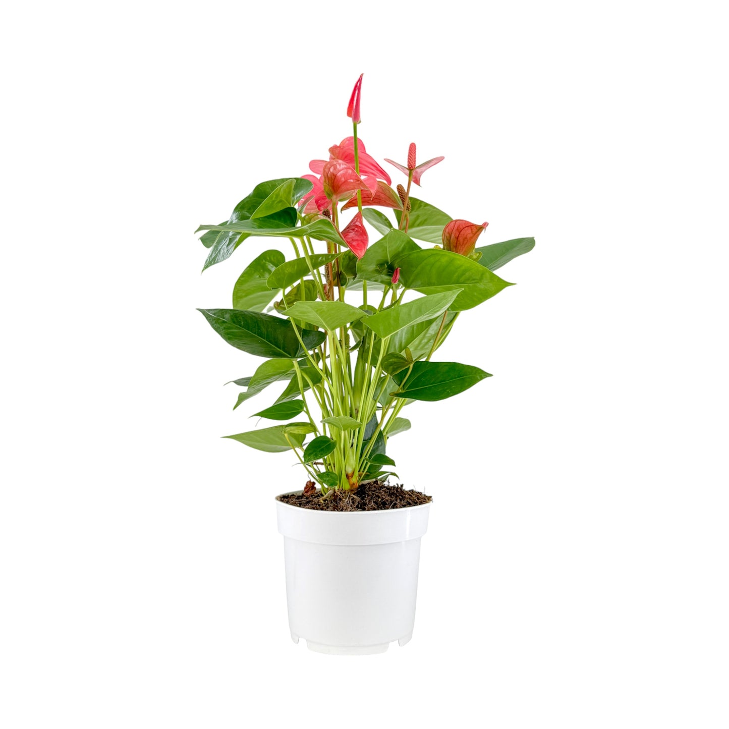 Anthurium 17cm Champion Mixed Colours - Flowering The Horti House