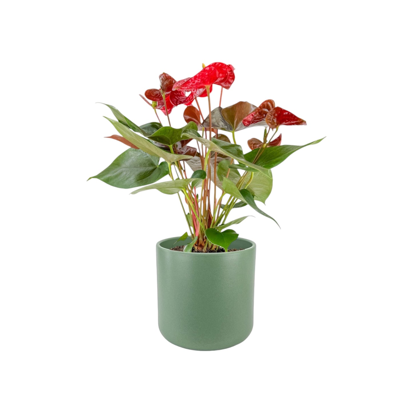 Anthurium 17cm Champion Mixed Colours in Cambridge Ceramic