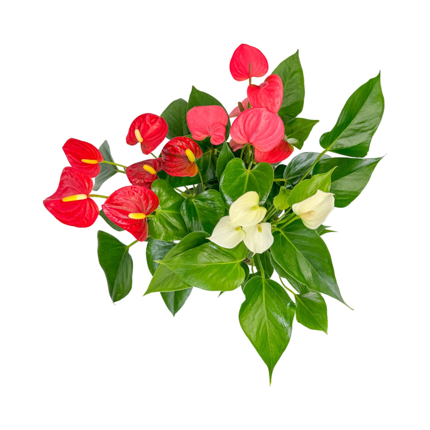 Anthurium 12cm Champion Mixed Colours