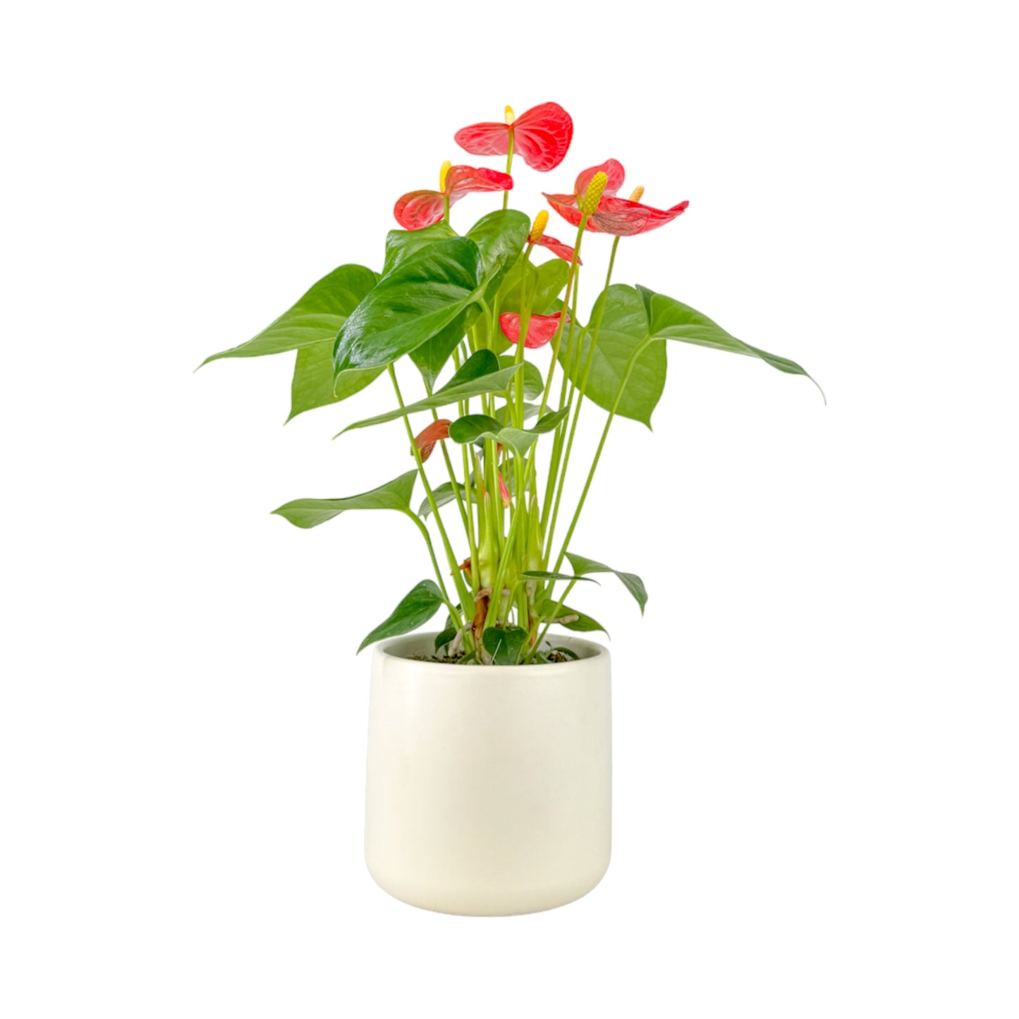 Anthurium 12cm Champion Mixed Colours in Cambridge Ceramic