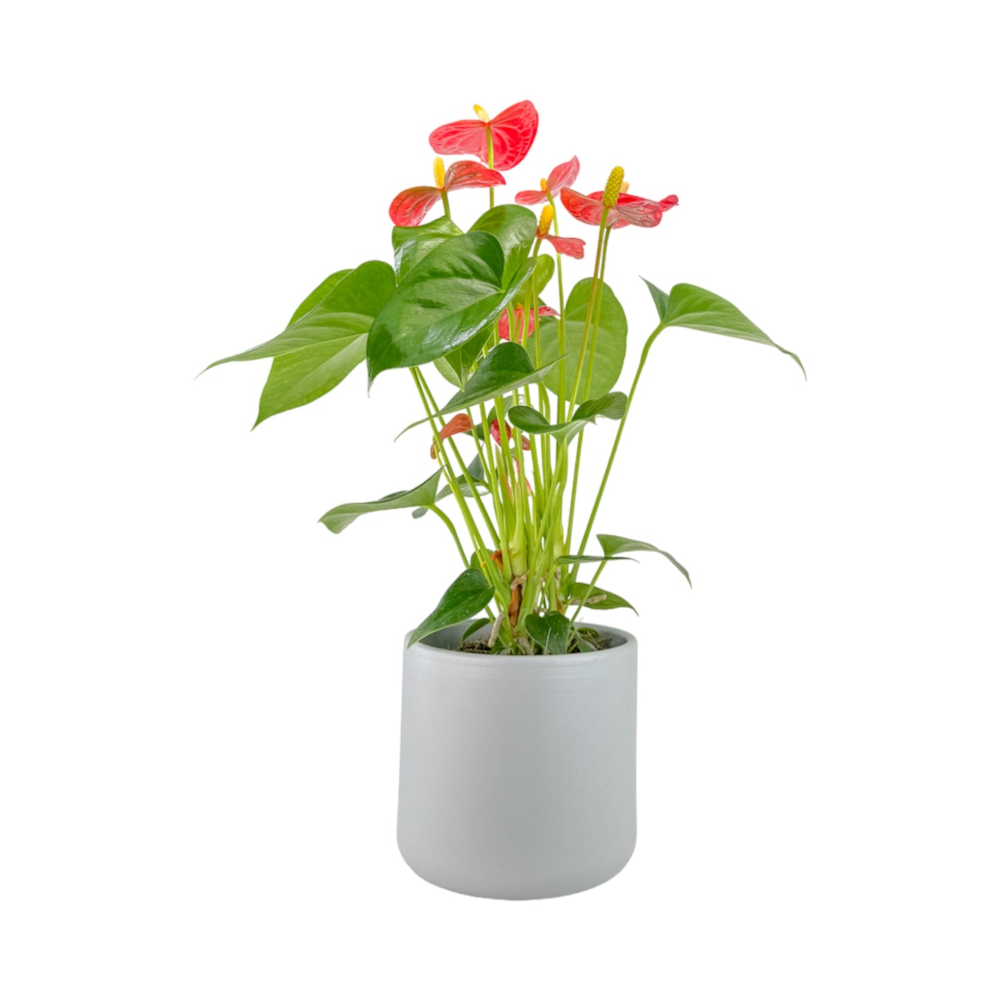 Anthurium 12cm Champion Mixed Colours in Cambridge Ceramic