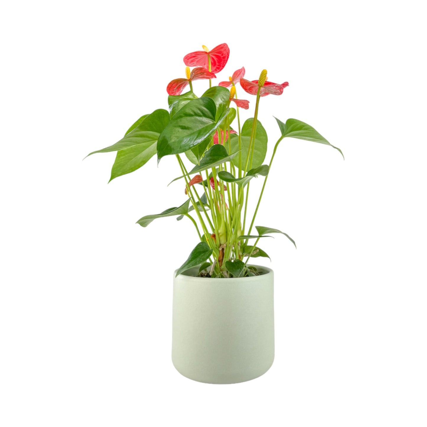 Anthurium 12cm Champion Mixed Colours in Cambridge Ceramic