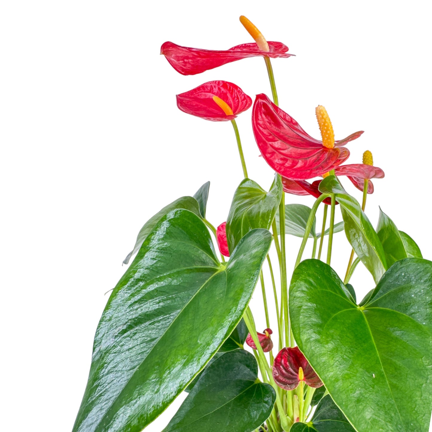 Anthurium 12cm Champion Mixed Colours