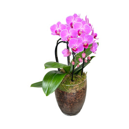 Phalaenopsis 9cm Cascade Mixed in Glass Vase