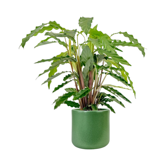 Calathea 17cm Tropistar in Cambridge Ceramic