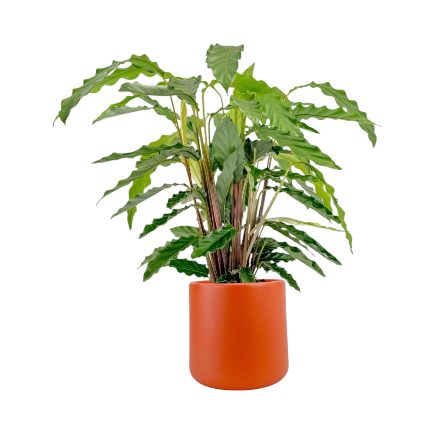 Calathea 17cm Tropistar in Cambridge Ceramic