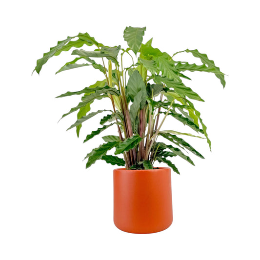 Calathea 17cm Tropistar in Cambridge Ceramic