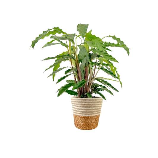 Calathea 17cm Tropistar In Basket