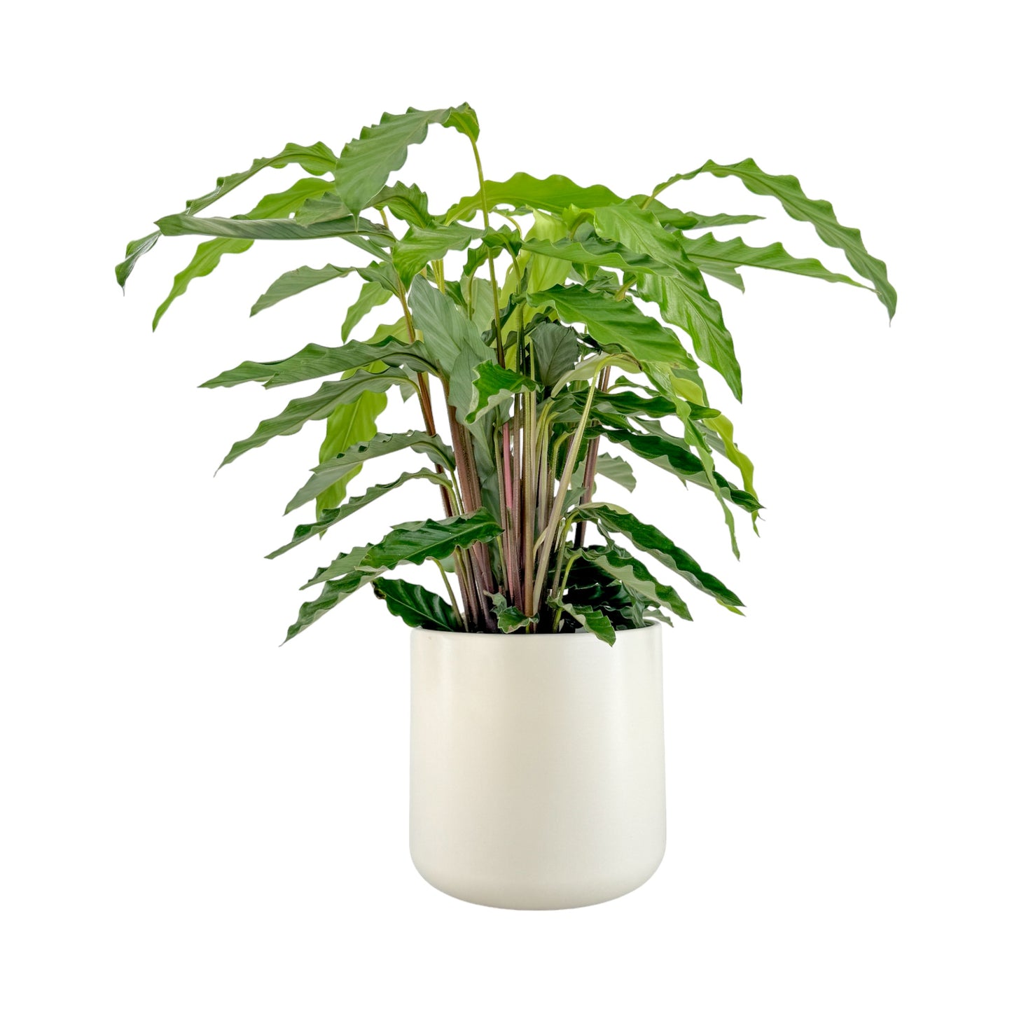 Calathea 17cm Tropistar in Cambridge Ceramic