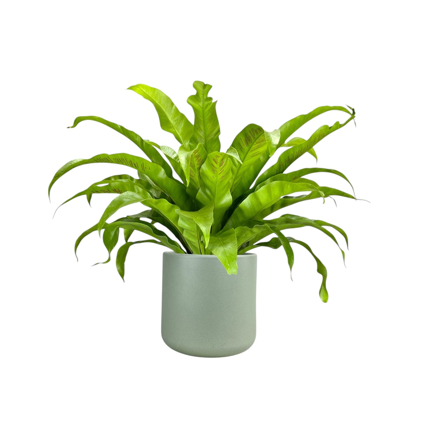 Asplenium 17cm Mix in Cambridge Ceramic - Green Plant The Horti House