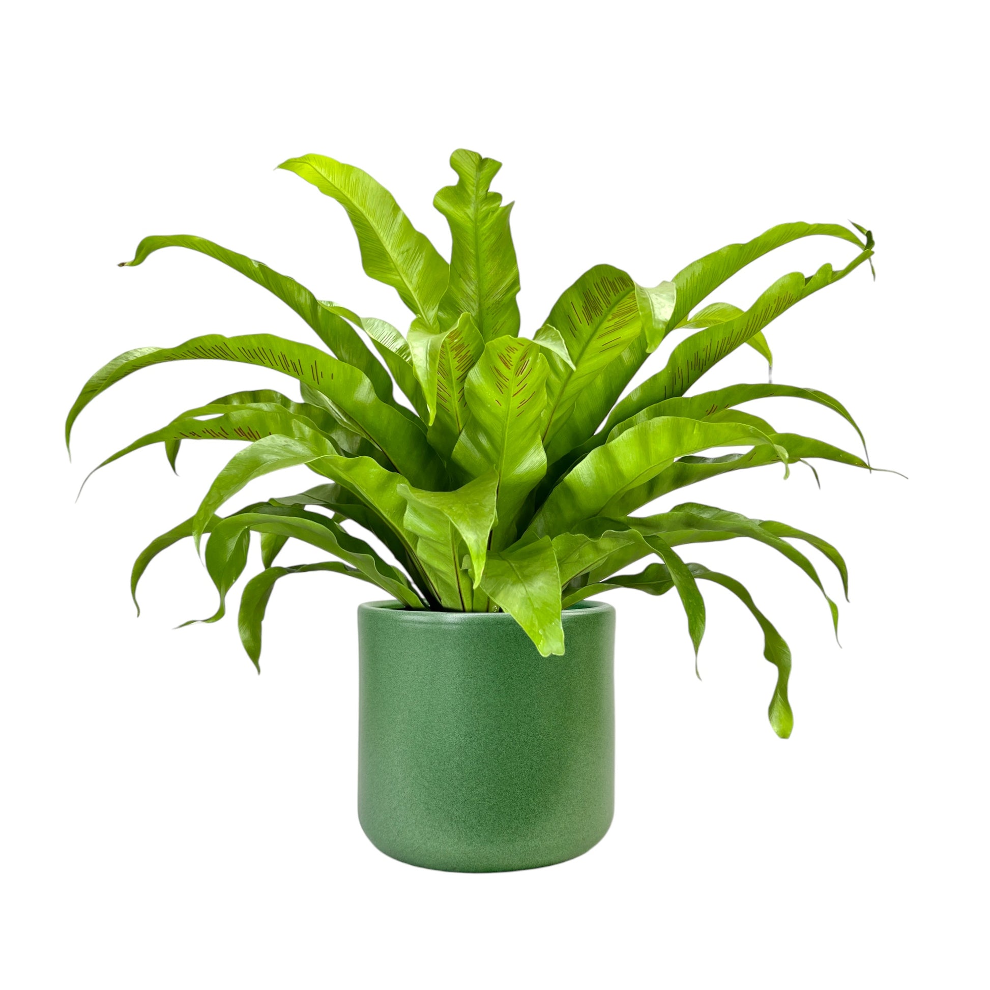 Asplenium 17cm Mix in Cambridge Ceramic - Green Plant The Horti House