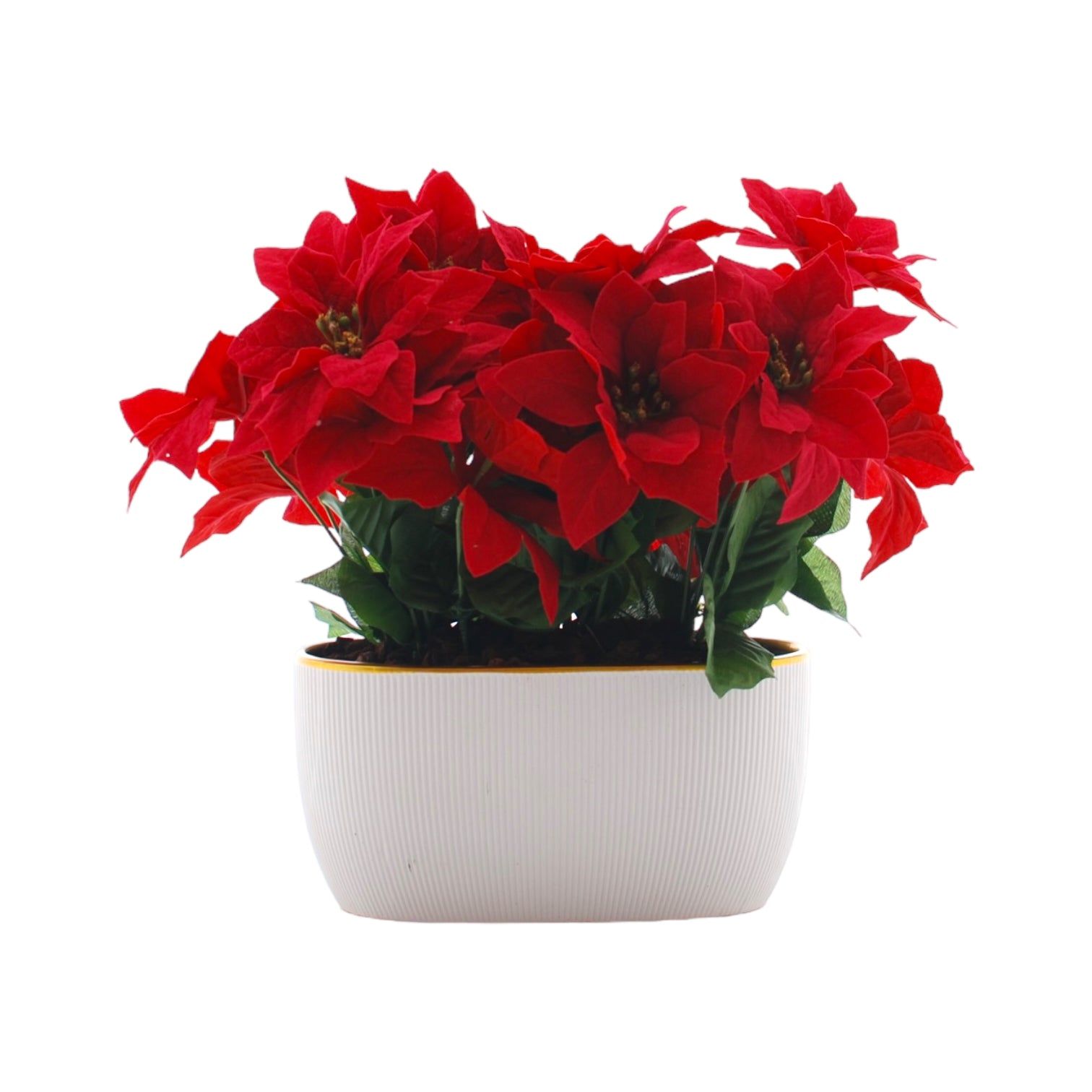 Poinsettia 10.5cm Duo in Ceramic - Green Plant The Horti House