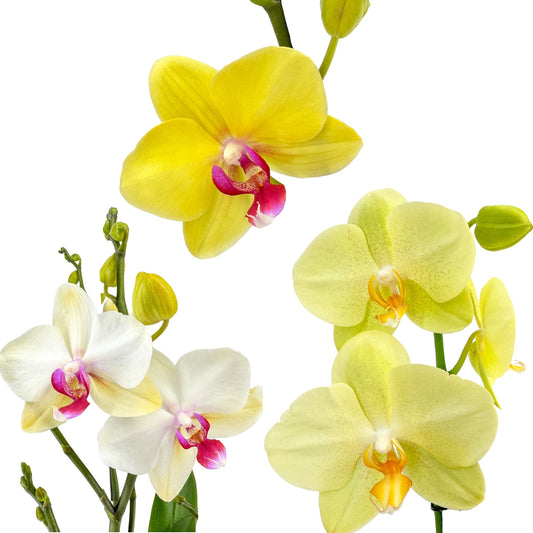 Phalaenopsis 12cm Twin Stem Yellow