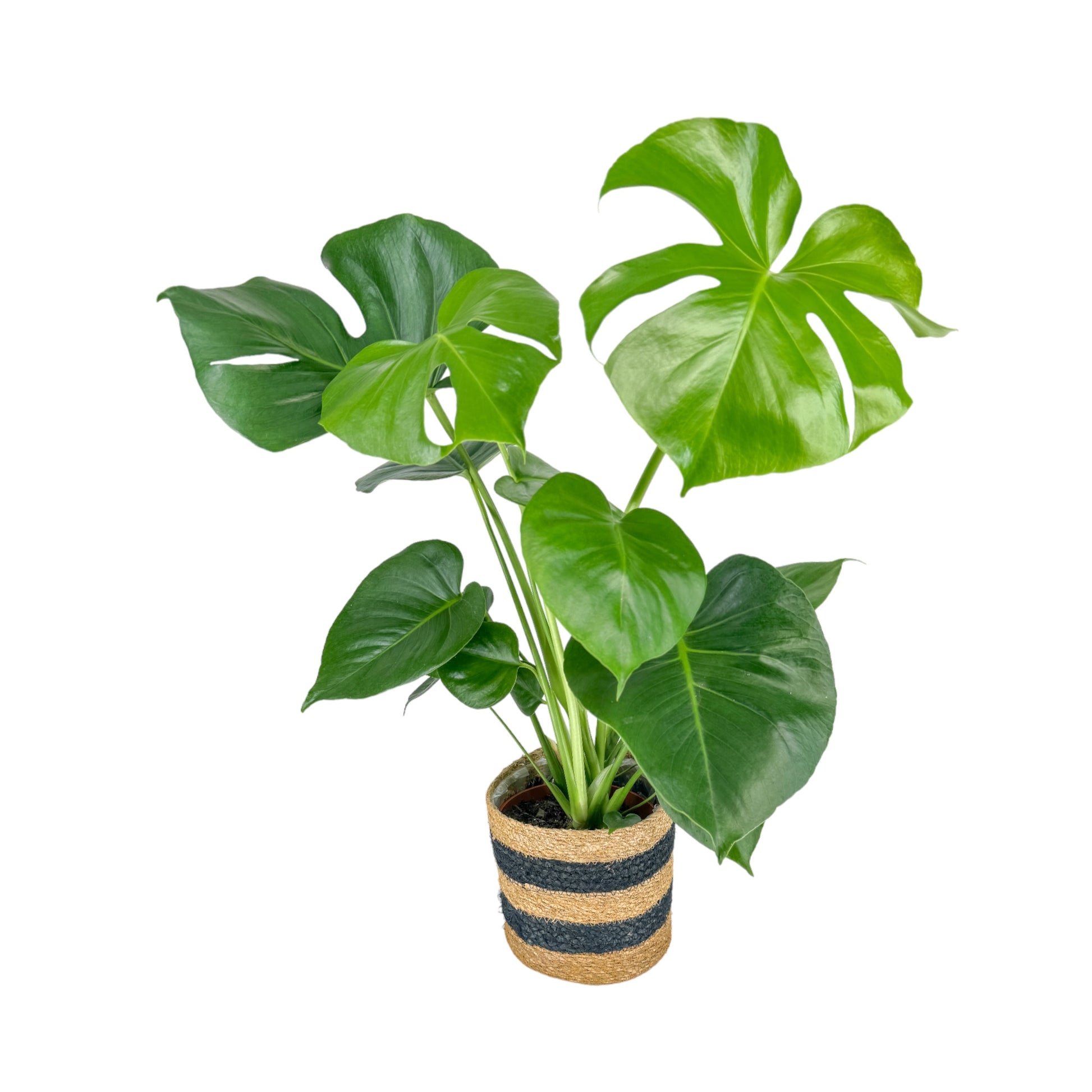 Monstera 17cm Deliciosa in Basket - Green Plant The Horti House