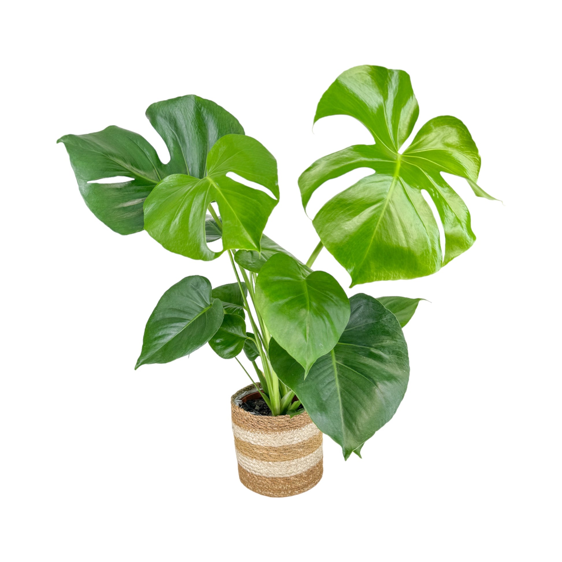 Monstera 17cm Deliciosa in Basket - Green Plant The Horti House