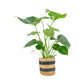 Monstera 17cm Deliciosa in Basket - Green Plant The Horti House