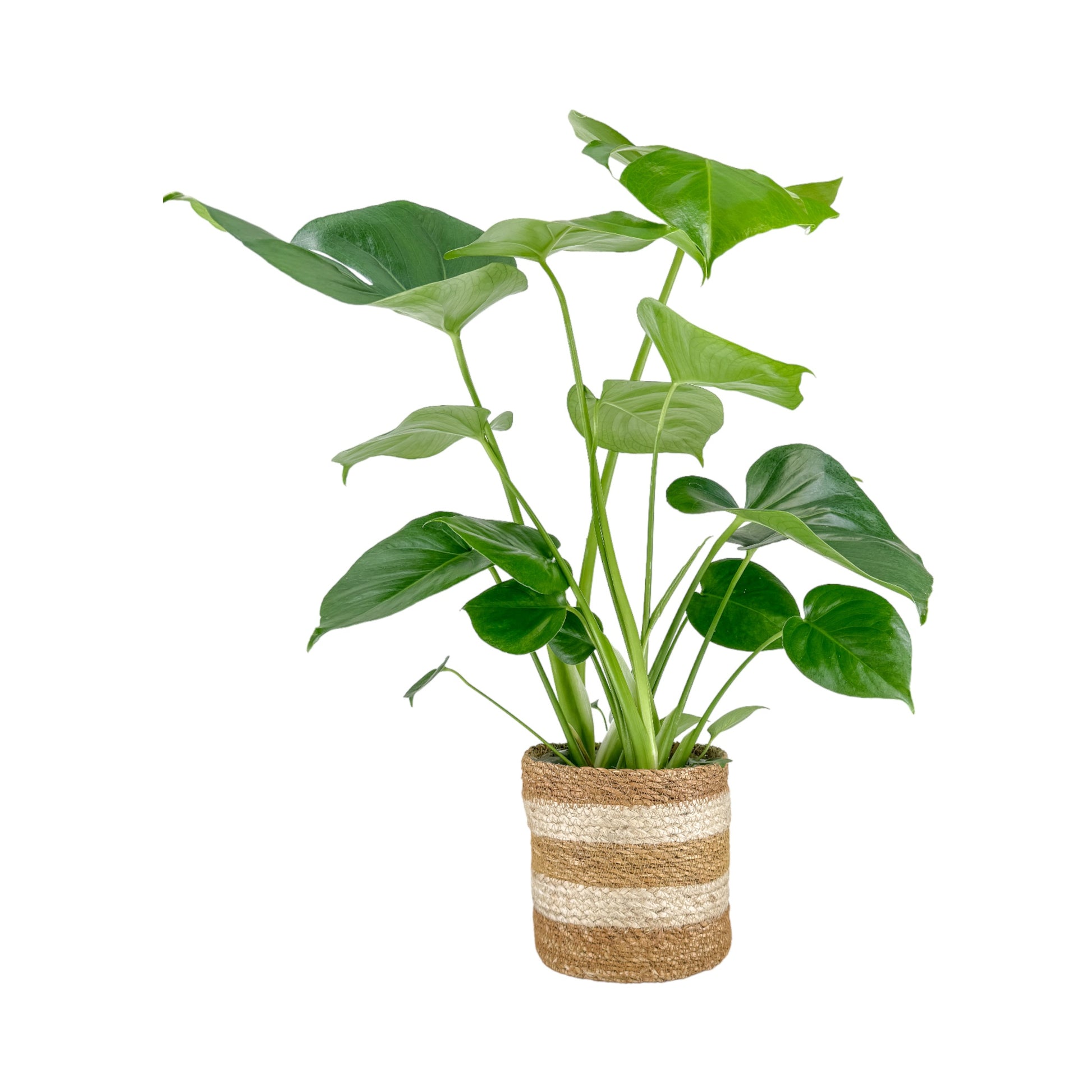 Monstera 17cm Deliciosa in Basket - Green Plant The Horti House