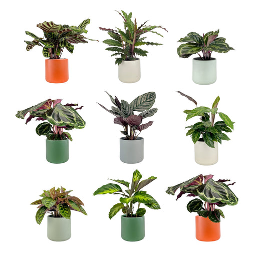 Calathea 12cm Mix in Cambridge Ceramic