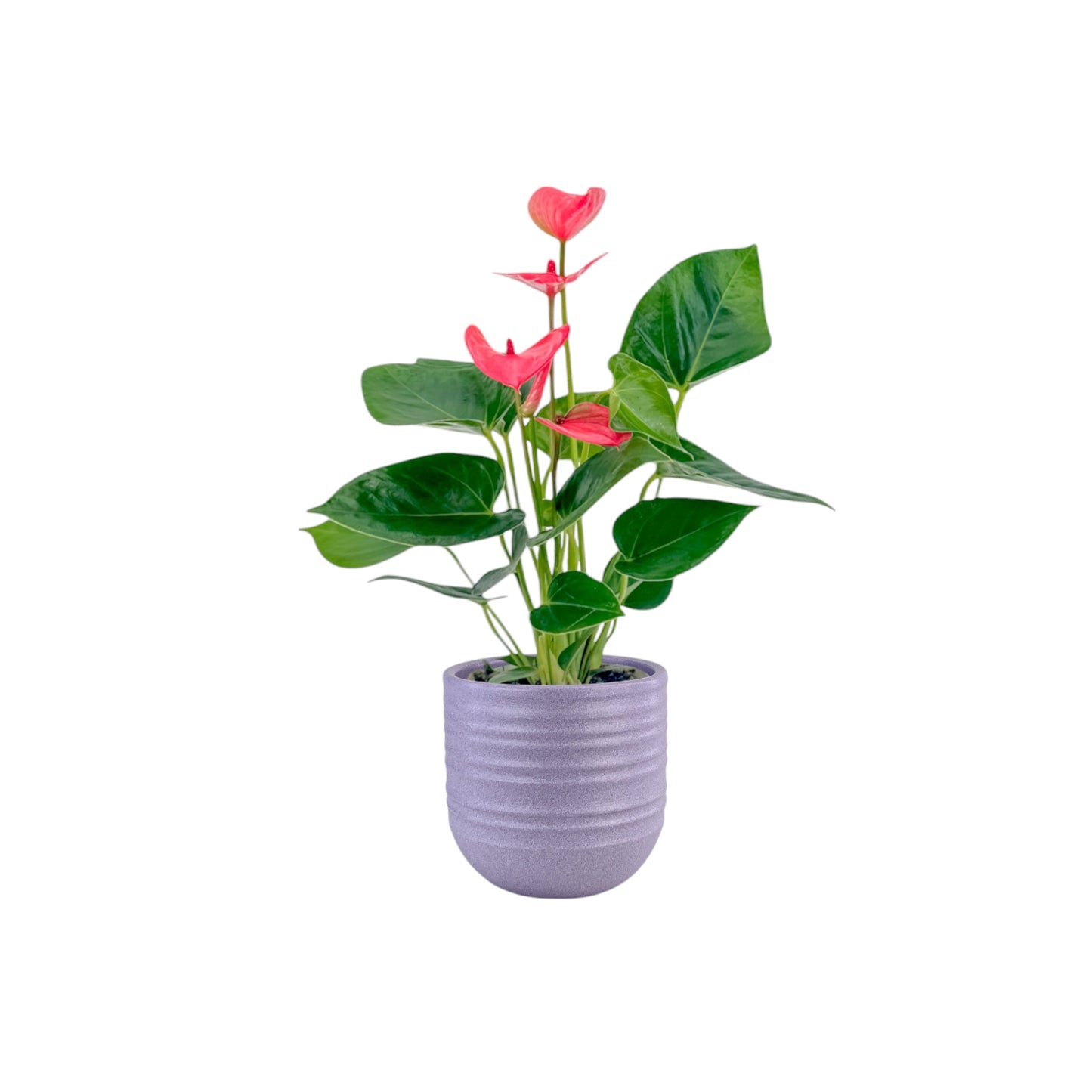 Anthurium 9cm Champion Mixed Colours in Hampshire Ceramic