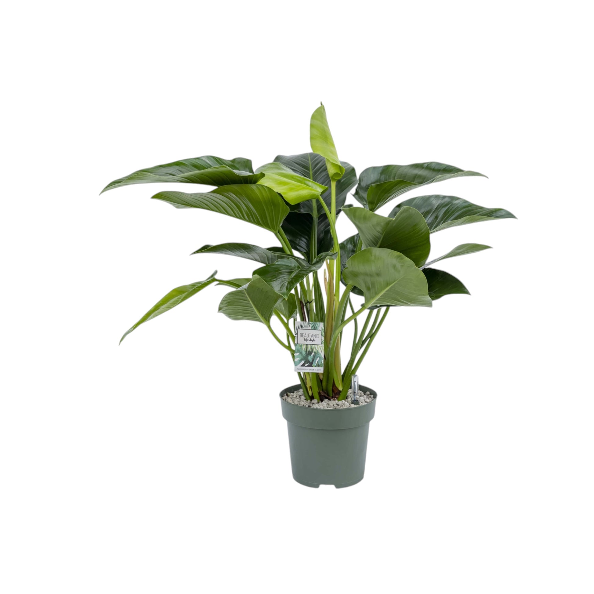 XL Hydro Plants Trolley Deal - XL Hydro Plants The Horti House