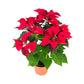 Poinsettia 13cm