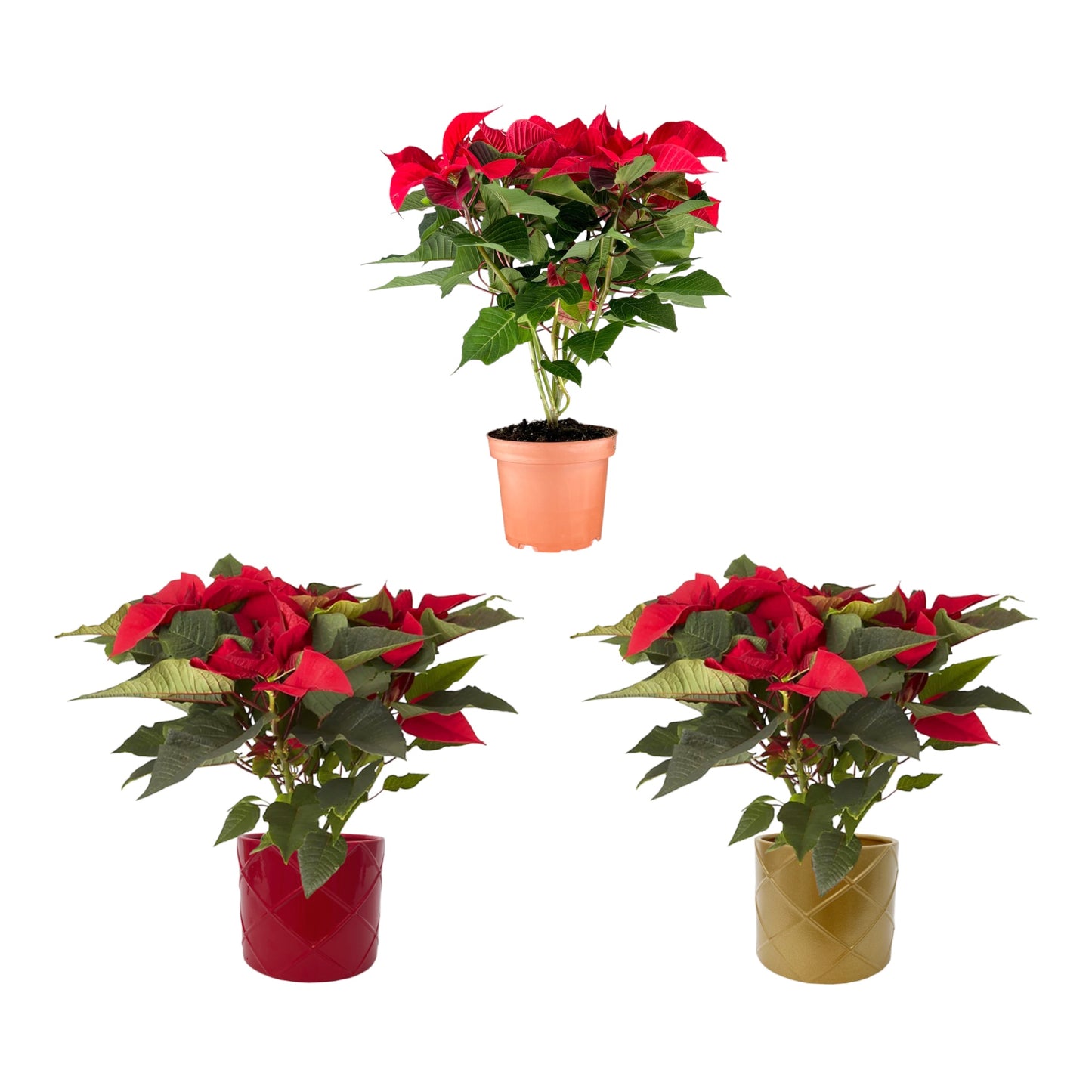 Poinsettia 13cm Mixed -  Trolley C