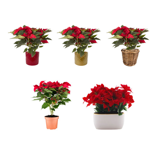 Poinsettia Mixed Season Starter - Trolley A