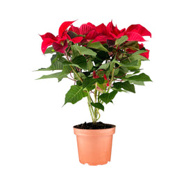 Poinsettia 13cm